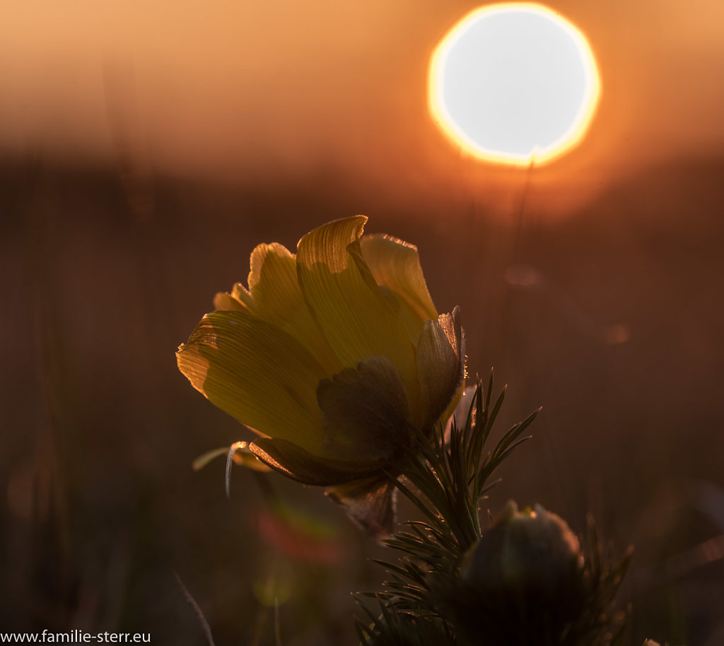 Garchinger Heide