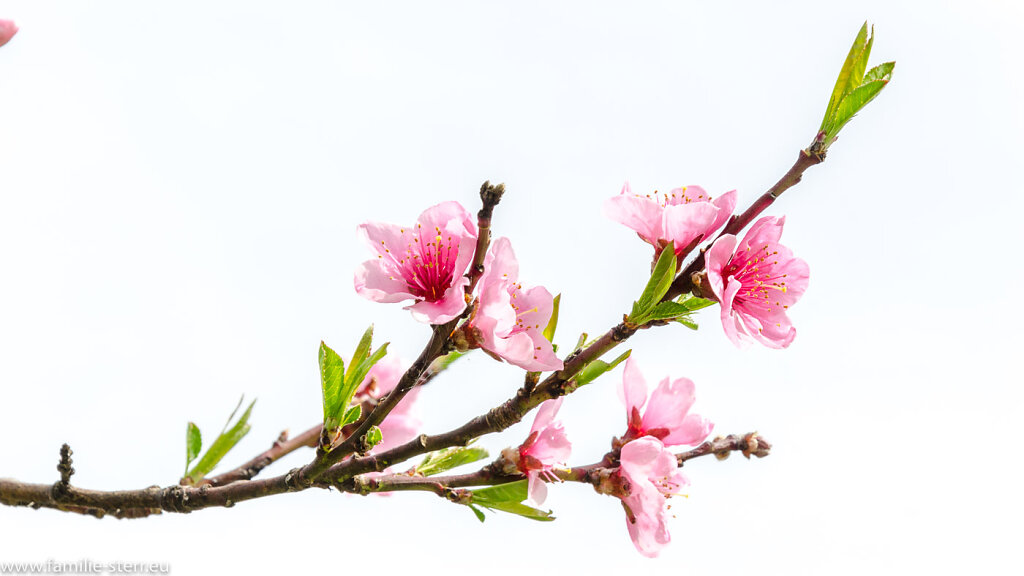 Apfelblüten