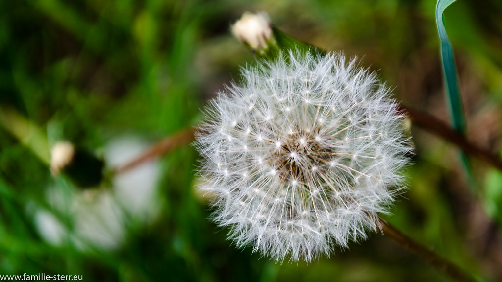 Pusteblume