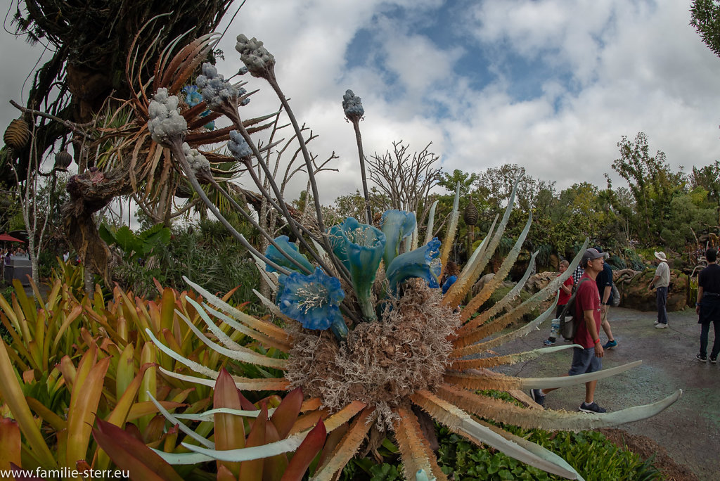 Animal-Kingdom-Epcot-2018-12-29-36-HDR.jpg