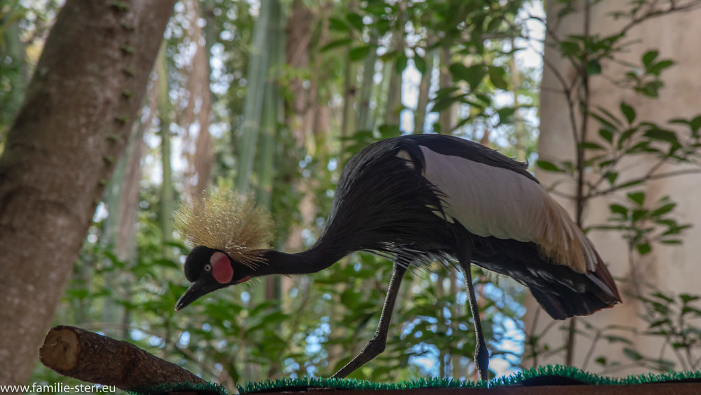 Animal-Kingdom-Epcot-2018-12-29-177.jpg