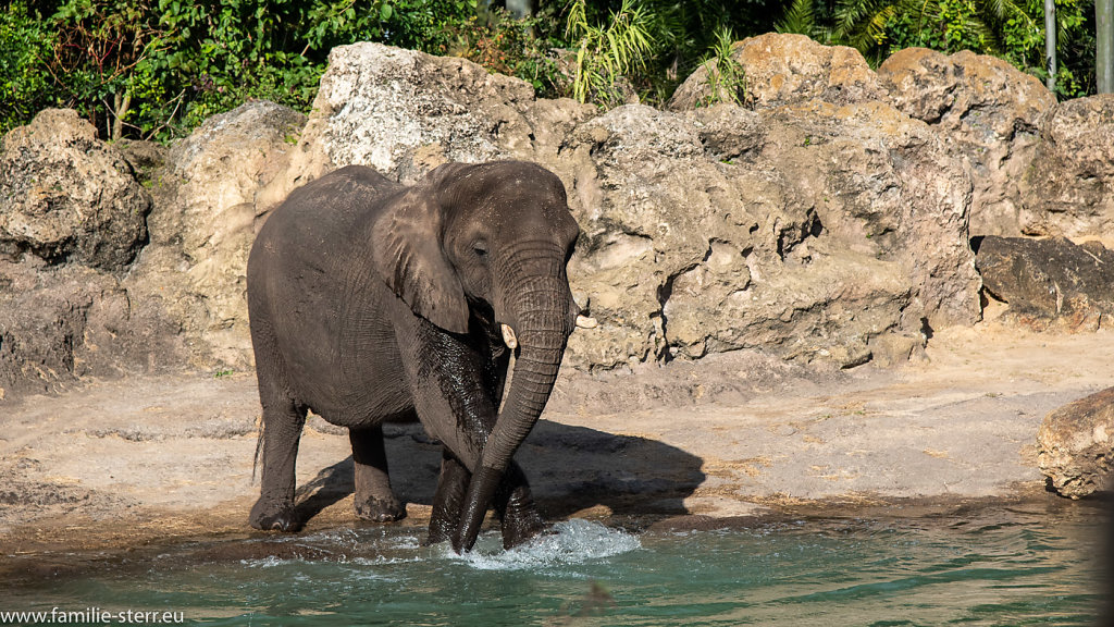 Animal-Kingdom-Epcot-2018-12-29-204.jpg