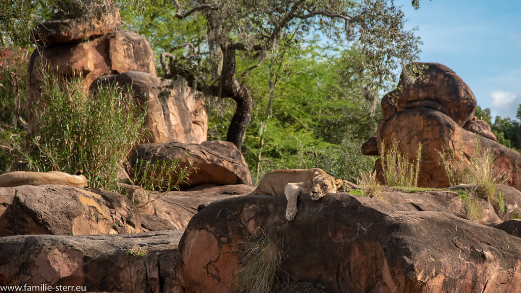 Animal-Kingdom-Epcot-2018-12-29-209.jpg