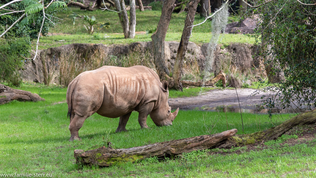 Animal-Kingdom-2019-01-04-149.jpg