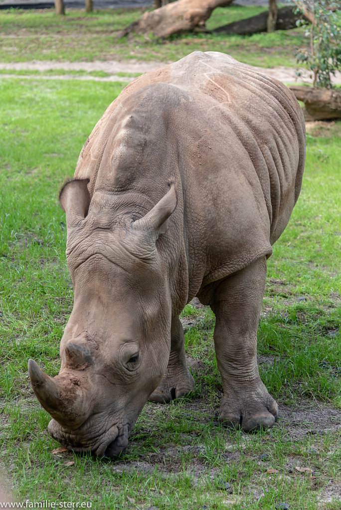 Animal-Kingdom-2019-01-04-153.jpg