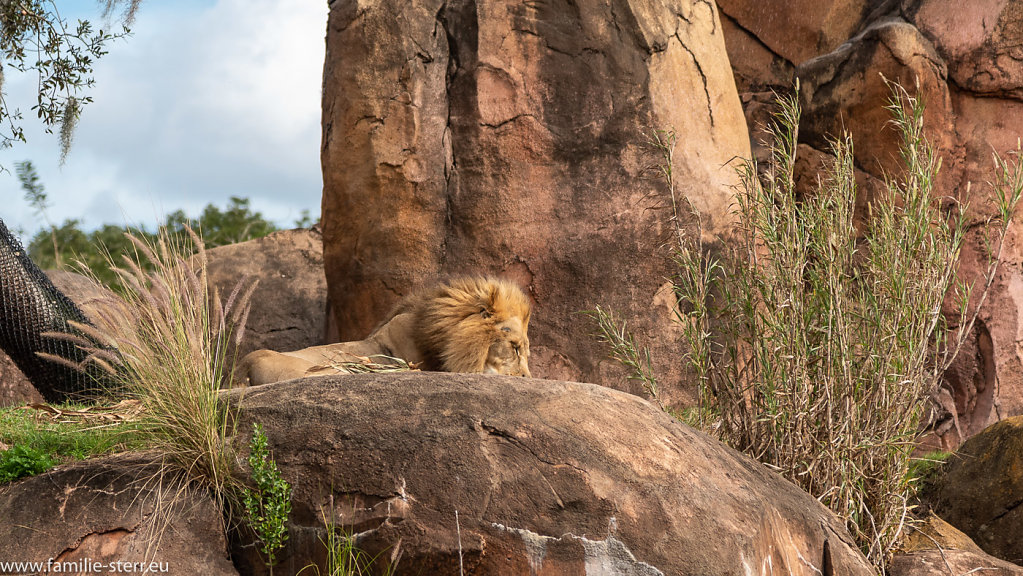 Animal-Kingdom-2019-01-04-154.jpg