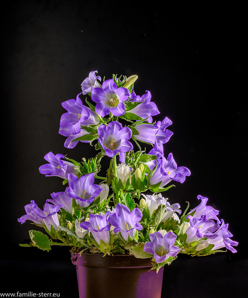 Glockenblume