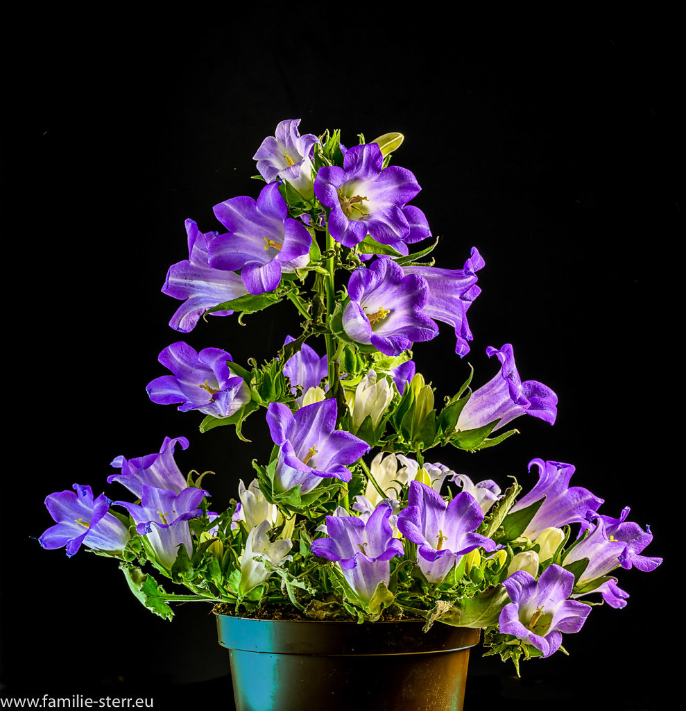 Glockenblume