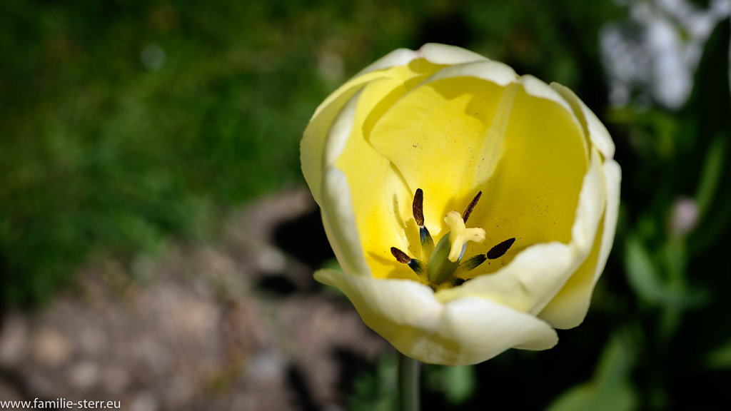 Botanischer Garten München