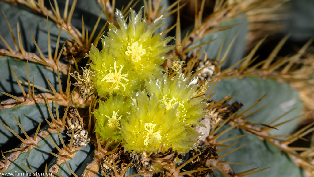 Botanischer Garten München