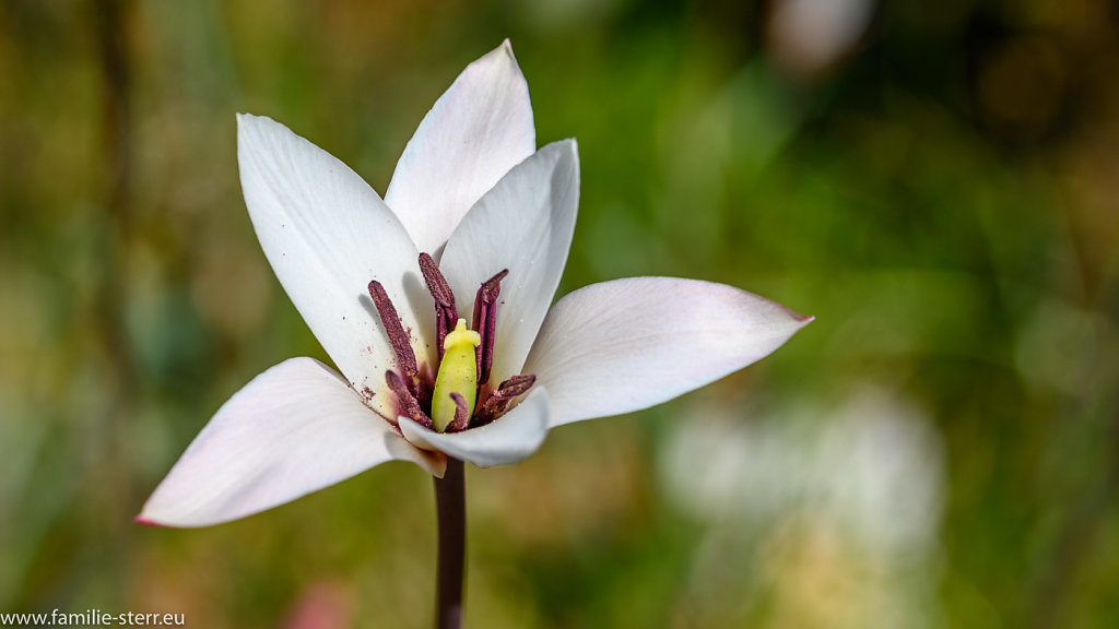 Botanischer Garten München