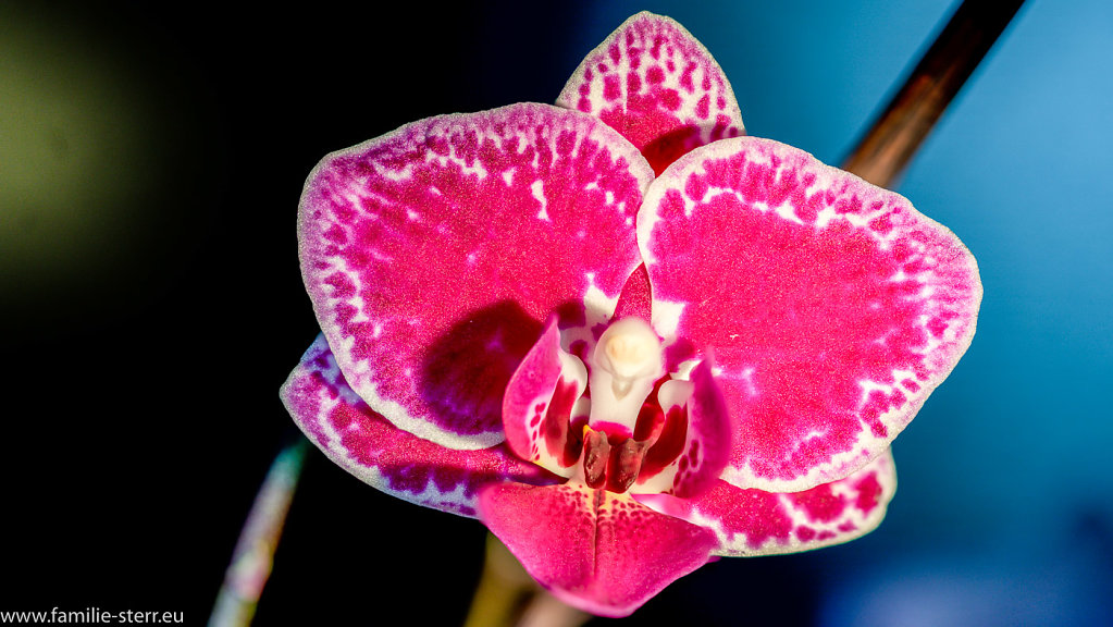 rosa Orchidee