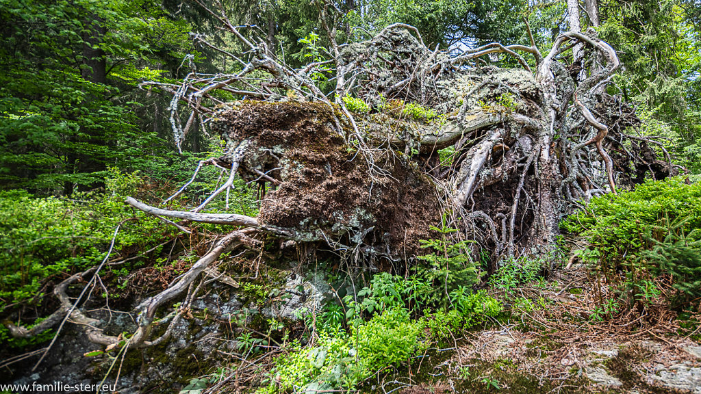 Grosser Arbersee