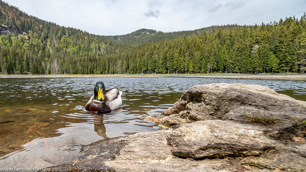 Grosser Arbersee