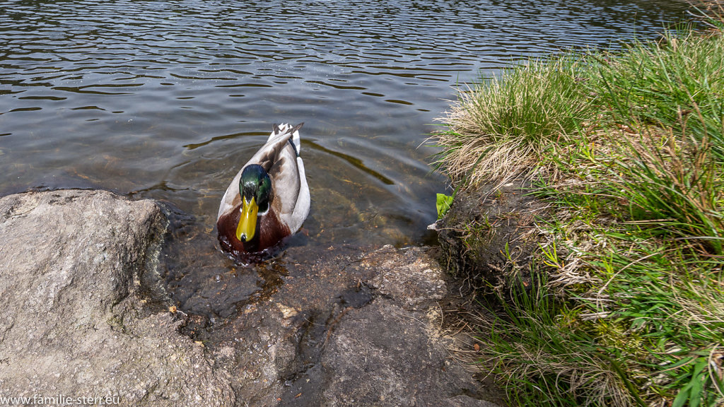 Grosser Arbersee