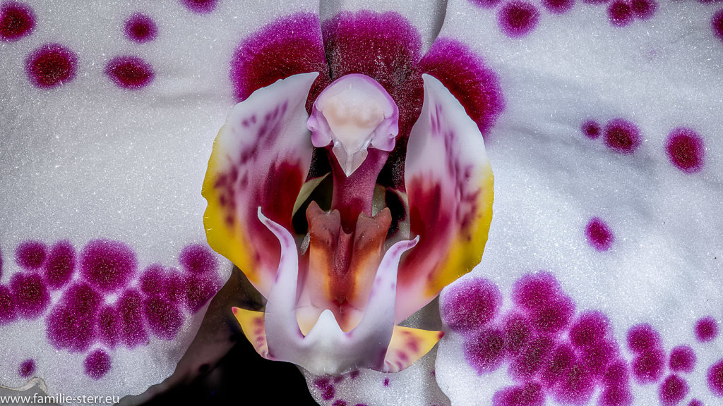 Phalaenopsis